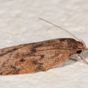 Garrha (genus) at Melba, ACT - 19 Mar 2021