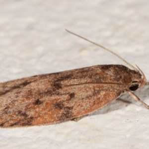 Garrha (genus) at Melba, ACT - 19 Mar 2021 09:23 PM