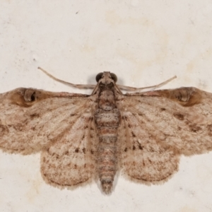 Chloroclystis insigillata at Melba, ACT - 19 Mar 2021