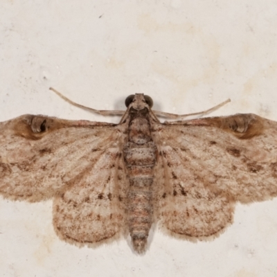 Chloroclystis insigillata (Chloroclystis insigillata) at Melba, ACT - 19 Mar 2021 by kasiaaus