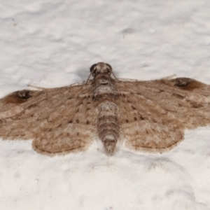 Chloroclystis insigillata at Melba, ACT - 19 Mar 2021 09:25 PM