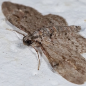 Chloroclystis insigillata at Melba, ACT - 19 Mar 2021