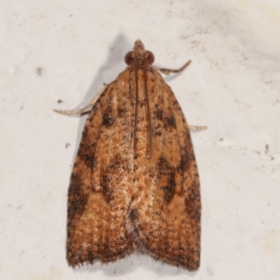 Anisogona similana (A tortrix moth) at Melba, ACT - 19 Mar 2021 by kasiaaus