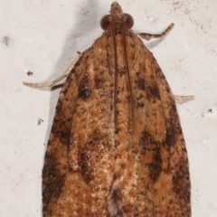 Anisogona similana at Melba, ACT - 20 Mar 2021 12:37 AM