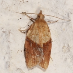 Epiphyas postvittana (Light Brown Apple Moth) at Melba, ACT - 20 Mar 2021 by kasiaaus