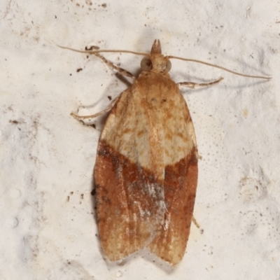 Epiphyas postvittana (Light Brown Apple Moth) at Melba, ACT - 19 Mar 2021 by kasiaaus