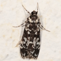 Scoparia exhibitalis (A Crambid moth) at Melba, ACT - 19 Mar 2021 by kasiaaus