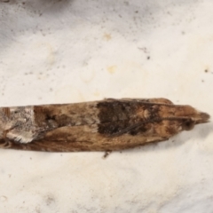Crocidosema plebejana (Cotton Tipworm Moth) at Melba, ACT - 19 Mar 2021 by kasiaaus