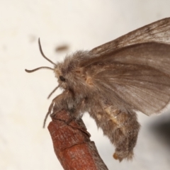 Pernattia pusilla (She-Oak Moth) at Melba, ACT - 19 Mar 2021 by kasiaaus