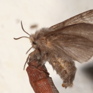 Pernattia pusilla at Melba, ACT - 20 Mar 2021 12:55 AM