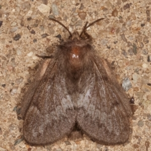 Pernattia pusilla at Melba, ACT - 20 Mar 2021 12:55 AM