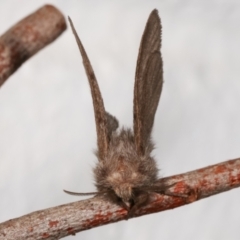 Pernattia pusilla at Melba, ACT - 20 Mar 2021 12:55 AM