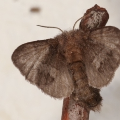 Pernattia pusilla at Melba, ACT - 20 Mar 2021 12:55 AM