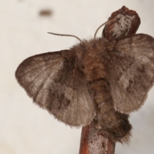 Pernattia pusilla at Melba, ACT - 20 Mar 2021 12:55 AM