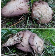 Agaricus sp. (Agaricus) at Watson, ACT - 24 Mar 2021 by sbittinger