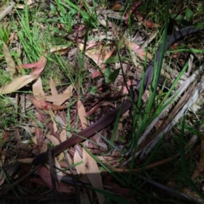 Austrelaps ramsayi (Highlands Copperhead) at Namadgi National Park - 29 Nov 2020 by Cpiiroinen