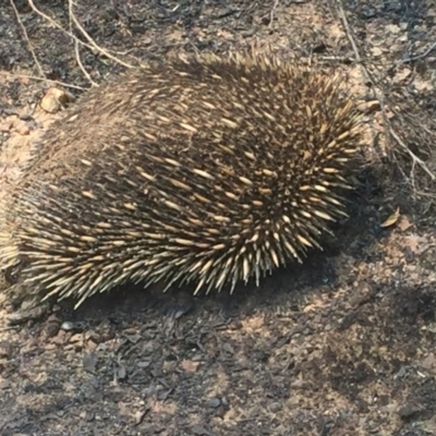 Tachyglossus aculeatus (Short-beaked Echidna) at Wog Wog, NSW - 27 Dec 2019 by Cpiiroinen