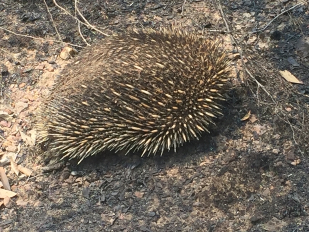 Tachyglossus aculeatus at Wog Wog, NSW - 27 Dec 2019