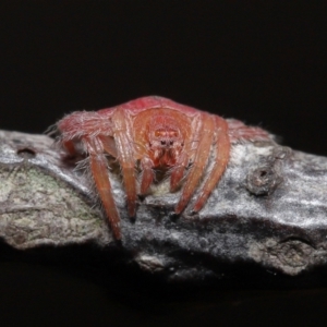 Dolophones sp. (genus) at Evatt, ACT - 24 Mar 2021 12:50 PM