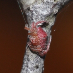 Dolophones sp. (genus) at Evatt, ACT - 24 Mar 2021
