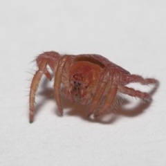 Dolophones sp. (genus) at Evatt, ACT - 24 Mar 2021 12:50 PM