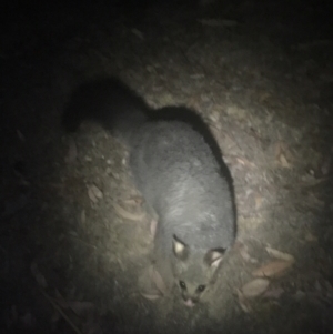 Trichosurus vulpecula at Rendezvous Creek, ACT - 14 Dec 2019 09:05 PM