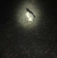 Trichosurus vulpecula at Rendezvous Creek, ACT - 14 Dec 2019 09:05 PM