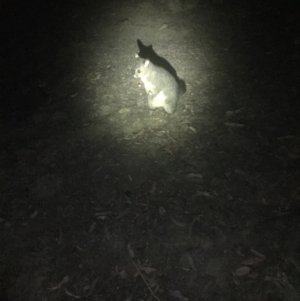 Trichosurus vulpecula at Rendezvous Creek, ACT - 14 Dec 2019 09:05 PM