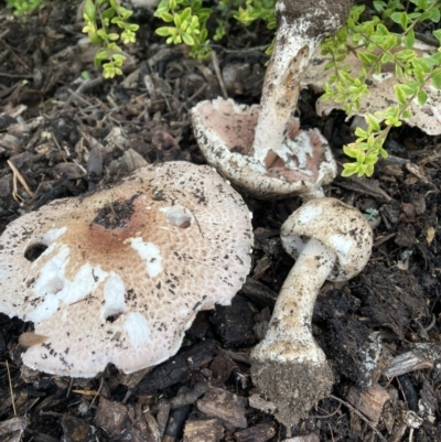 Agaricus sp. (Agaricus) at Hackett, ACT - 24 Mar 2021 by waltraud