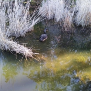 Cygnus atratus at Paddys River, ACT - 4 Jul 2020