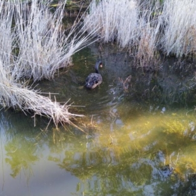 Cygnus atratus (Black Swan) at Paddys River, ACT - 4 Jul 2020 by Cpiiroinen