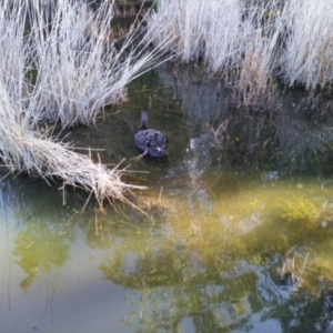 Cygnus atratus at Paddys River, ACT - 4 Jul 2020