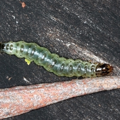 Dichocrocis clytusalis (Kurrajong Leaf-tier, Kurrajong Bag Moth) at Mount Ainslie - 24 Mar 2021 by jb2602