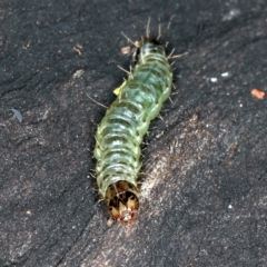 Dichocrocis clytusalis at Ainslie, ACT - 24 Mar 2021