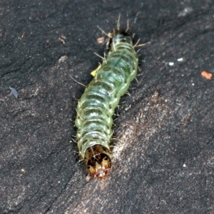 Dichocrocis clytusalis at Ainslie, ACT - 24 Mar 2021 04:54 PM