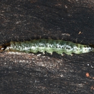 Dichocrocis clytusalis at Ainslie, ACT - 24 Mar 2021