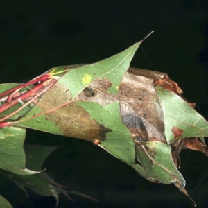 Dichocrocis clytusalis at Ainslie, ACT - 24 Mar 2021