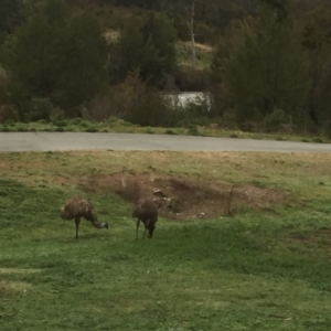 Dromaius novaehollandiae at Stromlo, ACT - 9 Sep 2020