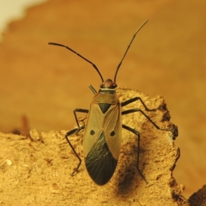 Dysdercus sidae at Conder, ACT - 19 Jan 2021