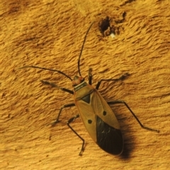 Dysdercus sidae at Conder, ACT - 19 Jan 2021 07:26 PM