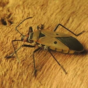 Dysdercus sidae at Conder, ACT - 19 Jan 2021 07:26 PM