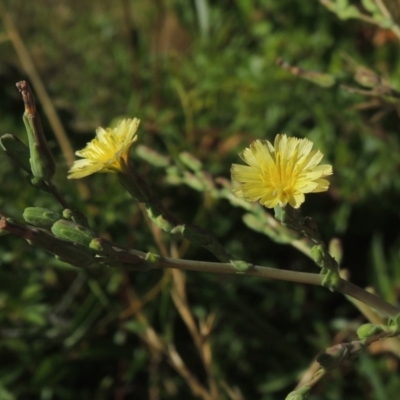 Lactuca serriola f. serriola (Prickly Lettuce) at Pollinator-friendly garden Conder - 20 Jan 2021 by michaelb