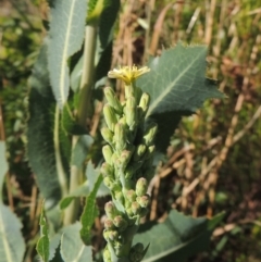 Lactuca serriola f. serriola at Conder, ACT - 21 Jan 2021