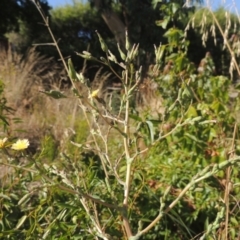 Lactuca serriola f. serriola at Conder, ACT - 21 Jan 2021