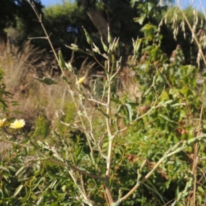 Lactuca serriola f. serriola at Conder, ACT - 21 Jan 2021