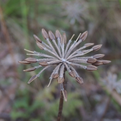 Oreomyrrhis eriopoda (Australian Carraway) at Tidbinbilla Nature Reserve - 11 Feb 2021 by michaelb