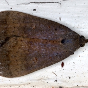 Rhapsa suscitatalis at Ainslie, ACT - 24 Mar 2021