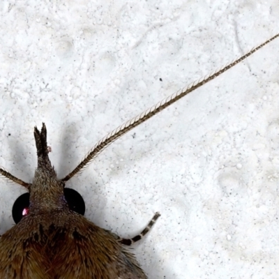 Rhapsa suscitatalis (Wedged Rhapsa) at Ainslie, ACT - 25 Mar 2021 by jb2602