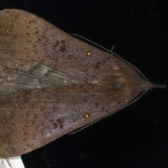 Rhapsa suscitatalis at Ainslie, ACT - 25 Mar 2021