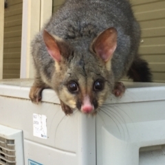 Trichosurus vulpecula (Common Brushtail Possum) at Acton, ACT - 17 Sep 2020 by Cpiiroinen